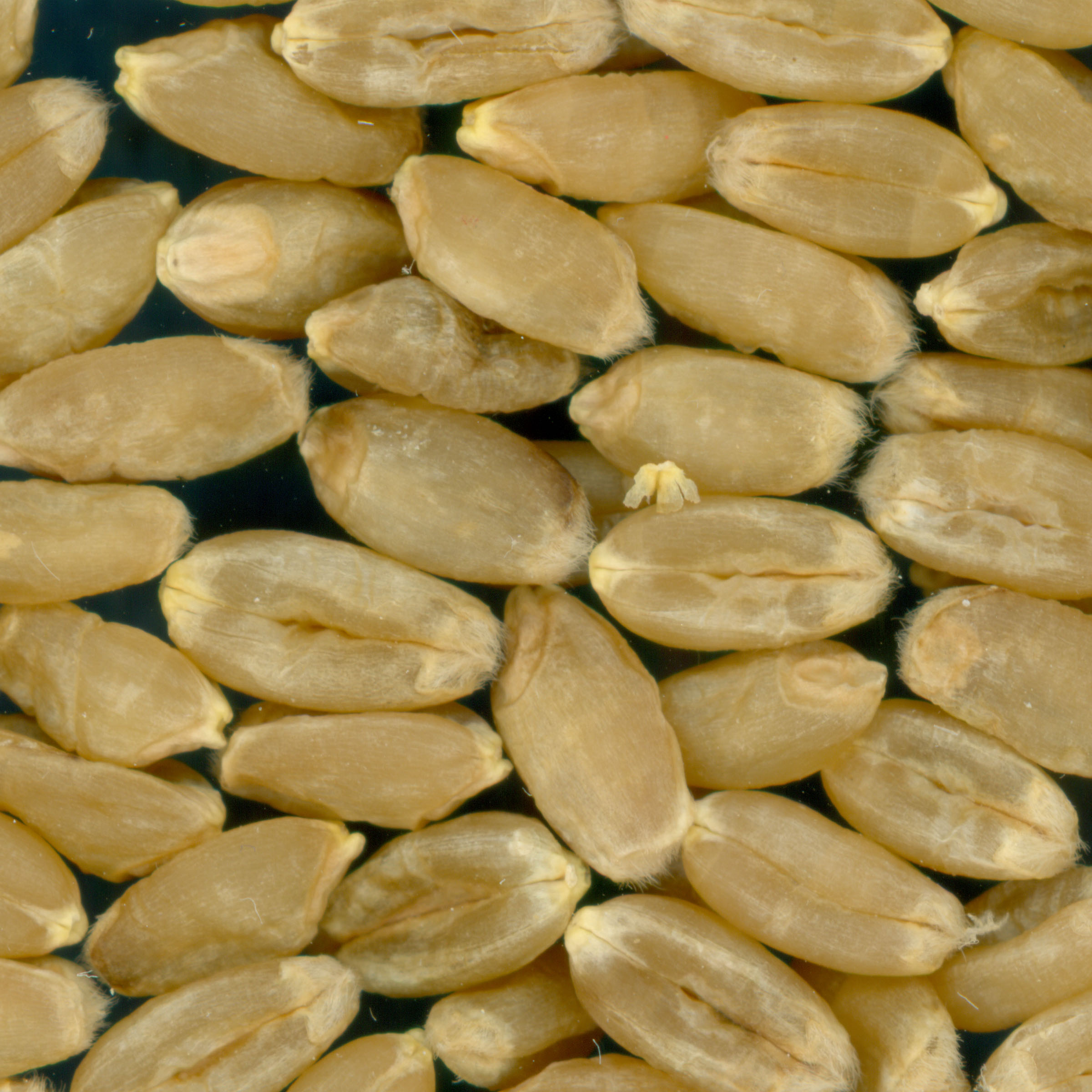 KERNELS